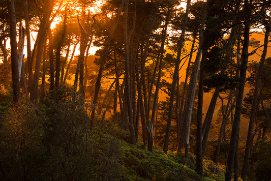 Point Reyes & West Marin County in Late Spring