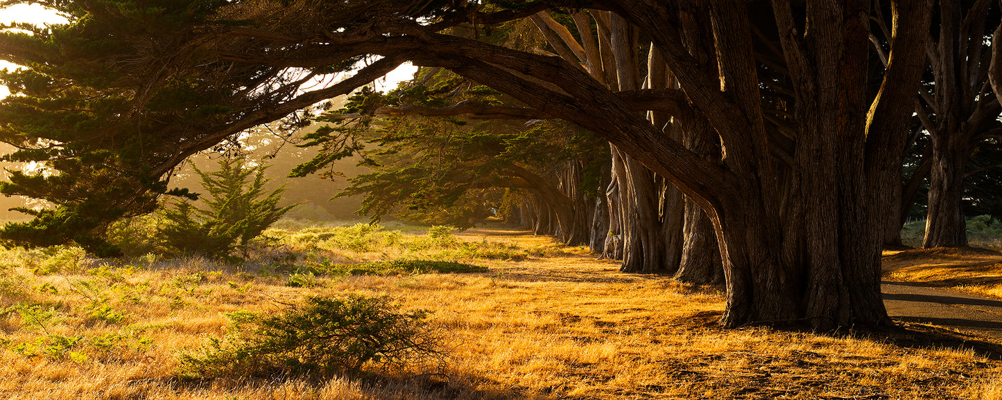 Point Reyes & West Marin County in Summer