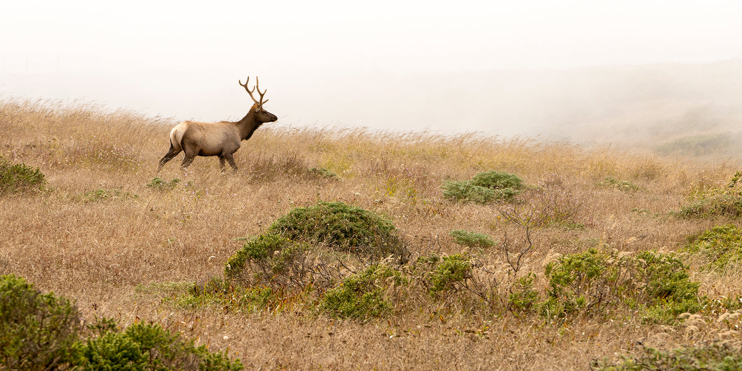 Point Reyes & West Marin County in Summer