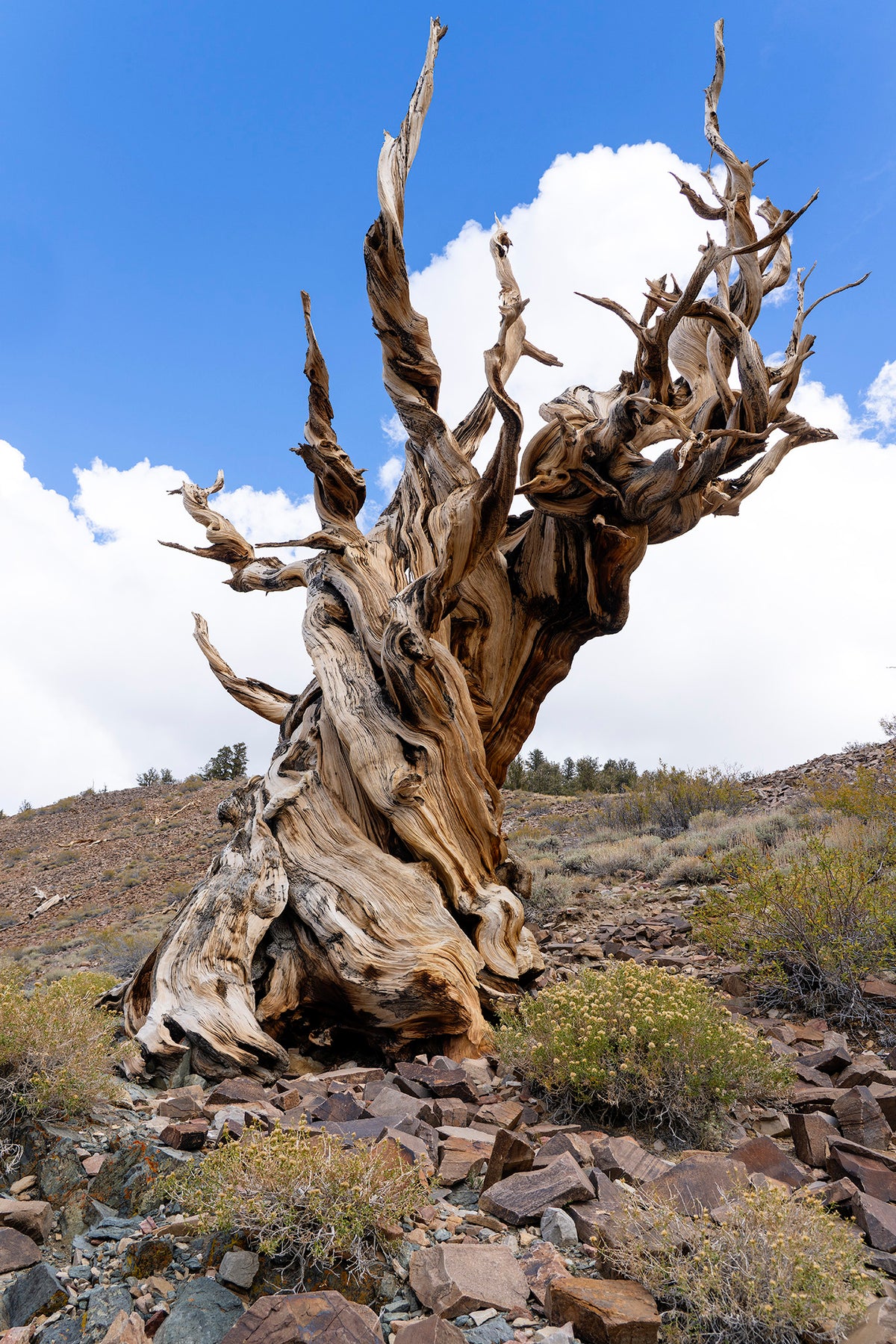 Yosemite and Eastern Sierra in Autumn - 5 Days