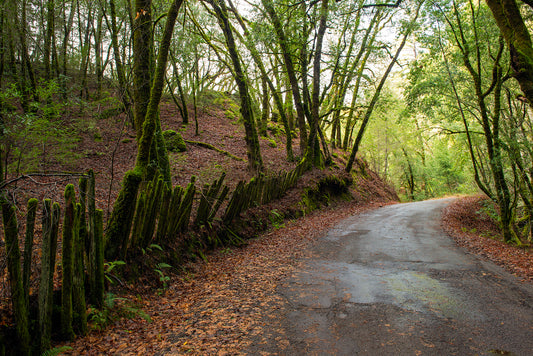 Sonoma County Backroads