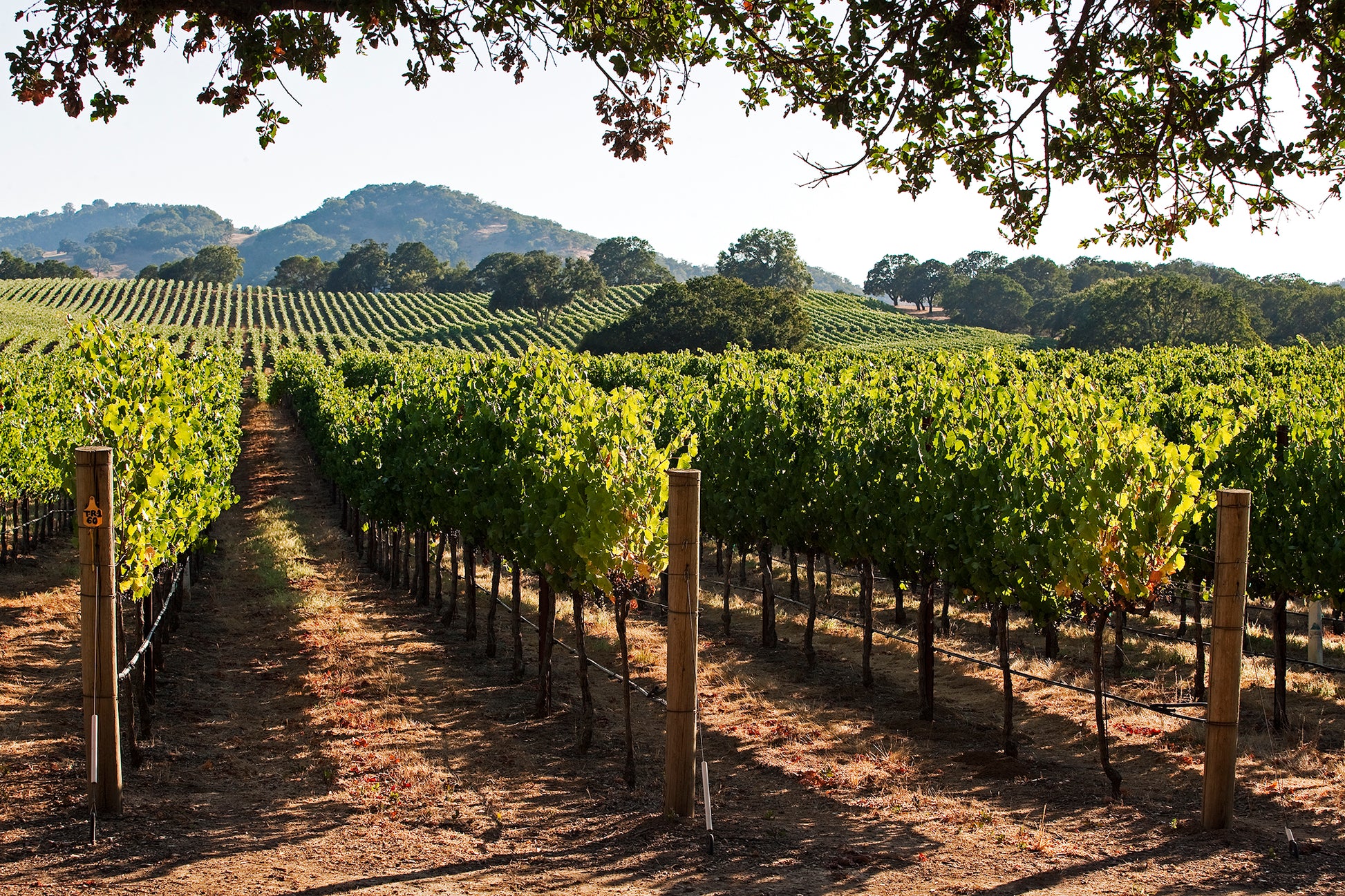 Rows of vibrant green grapevines stretch toward distant rolling hills under a clear summer sky in Alexander Valley, captured on a warm afternoon and framed by the overhanging branches of an oak tree.