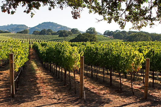 Rows of vibrant green grapevines stretch toward distant rolling hills under a clear summer sky in Alexander Valley, captured on a warm afternoon and framed by the overhanging branches of an oak tree.