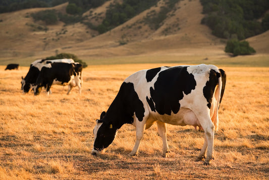 Holstein cows grazing in golden dry grass on a summer afternoon along a rural backroad in Marin County, with rolling hills and soft light in the background.