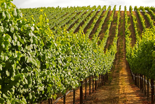 Sunlit vineyard rows stretch uphill in the Russian River Valley on a warm summer afternoon, with vibrant green grapevines casting shadows across the golden earth.