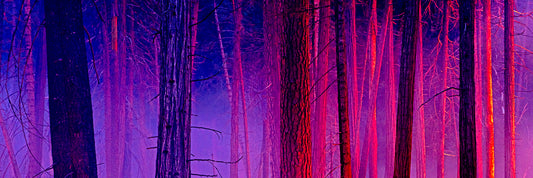 The Color of Firelight