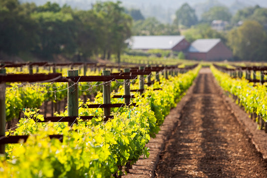 New grapevines burst with fresh spring growth along a neatly trellised vineyard row in Dry Creek Valley, with rustic winery buildings and forested hills in the hazy afternoon distance.
