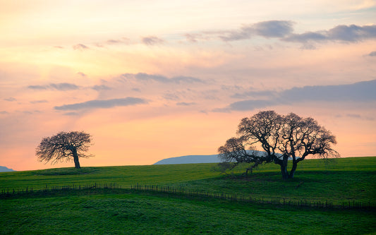 Two leafless oak trees stand on rolling green hills beneath a glowing winter sunset sky near Petaluma, California.