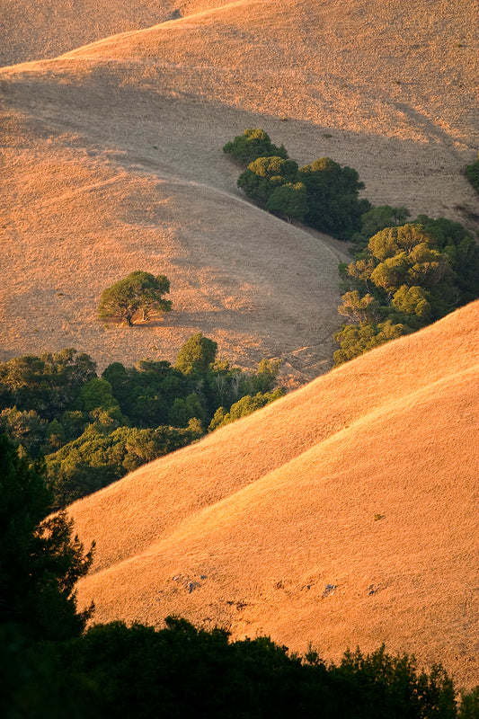 Golden light falls across the rolling hills of Black Mountain in Marin County, highlighting grassy ridges and tree-lined folds in the landscape at sunset.