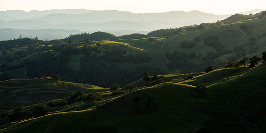 Rolling vineyard-covered hills catch the warm late afternoon light in a hidden valley near Alexander Valley in spring, with layered ridgelines fading into the distance.