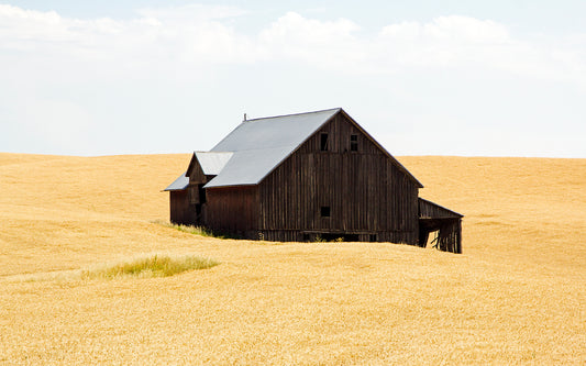 A solitary, weathered wooden barn stands amid golden wheat fields under a pale summer sky in the Palouse region of eastern Washington, evoking the quiet simplicity of an Edward Hopper painting.