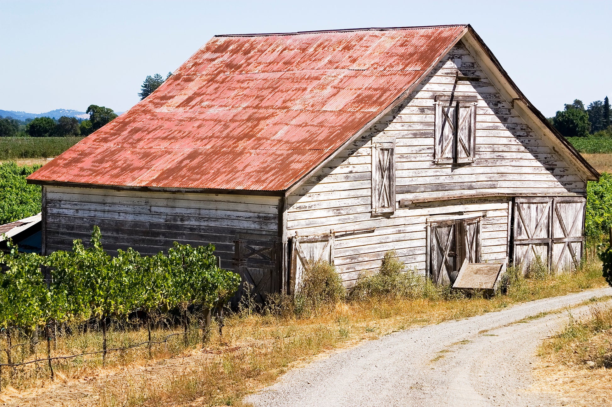 A weathered white barn with a rusted tin roof stands beside a gravel road and rows of vineyard on a bright summer afternoon in Dry Creek Valley—its painterly appearance captured entirely in-camera without digital alteration.