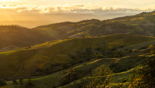 Wine Country in Fall