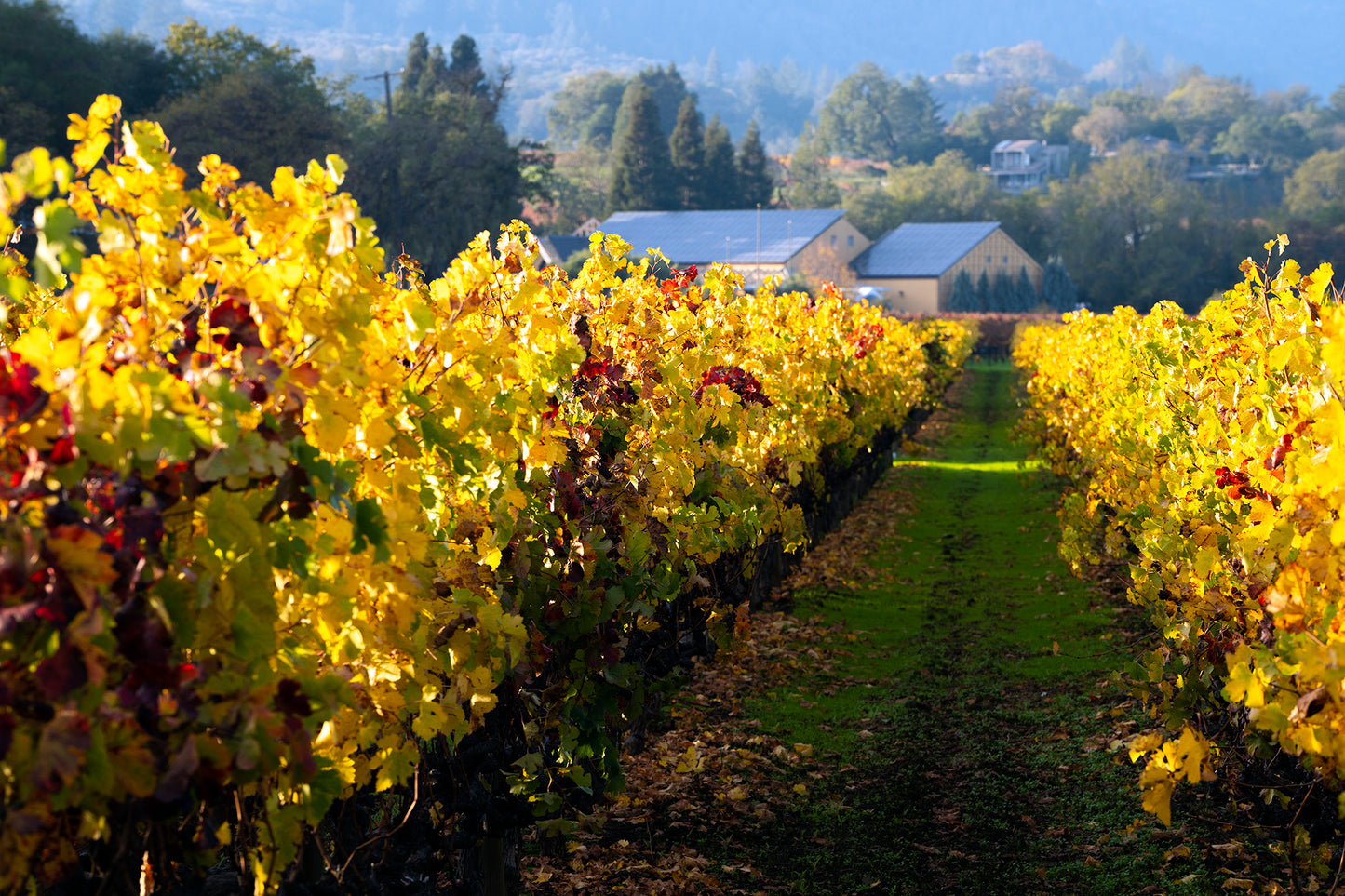 Wine Country in Late Fall