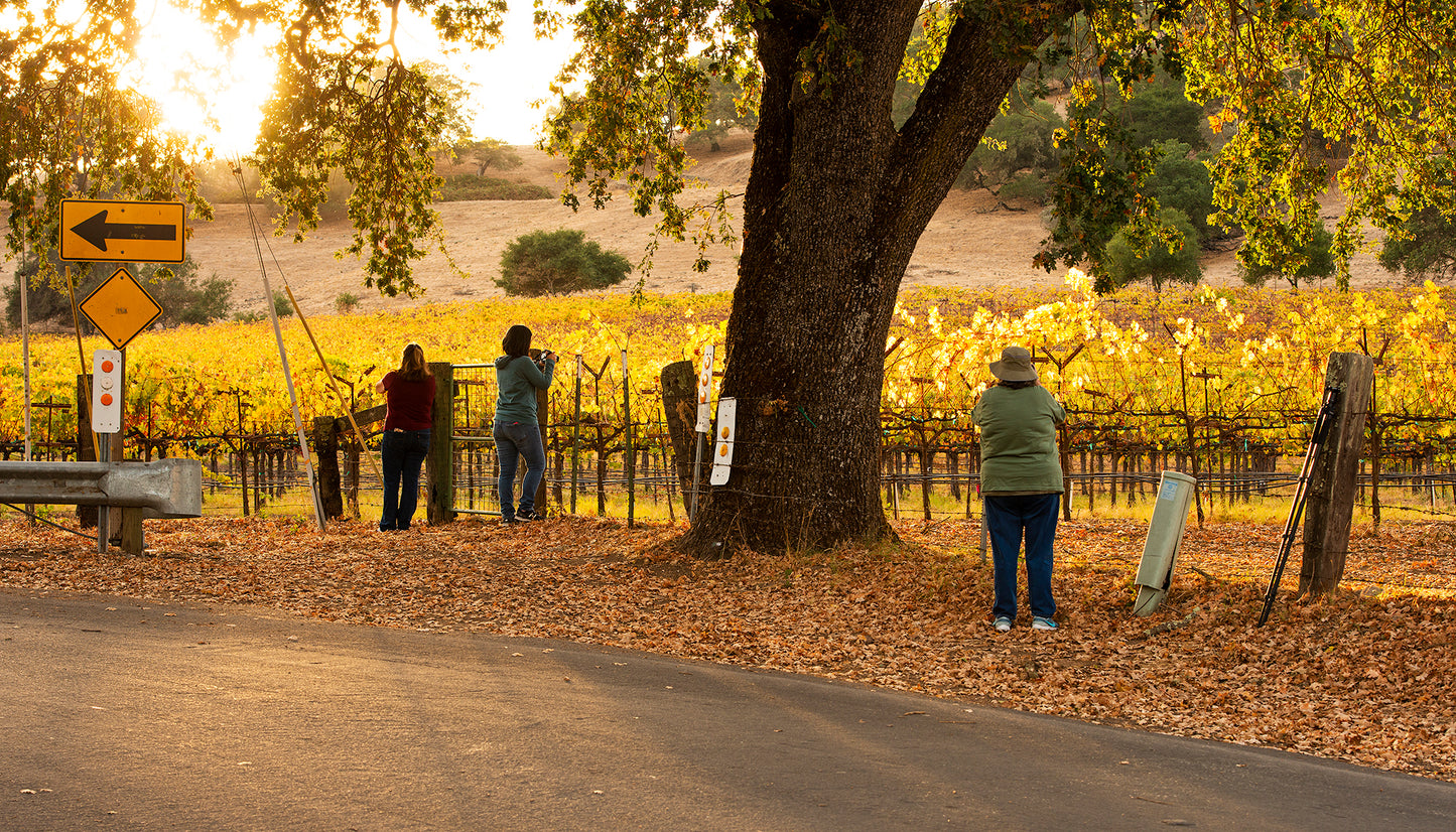 Wine Country in Late Fall