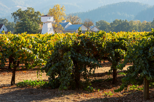 Wine Country in Late Fall