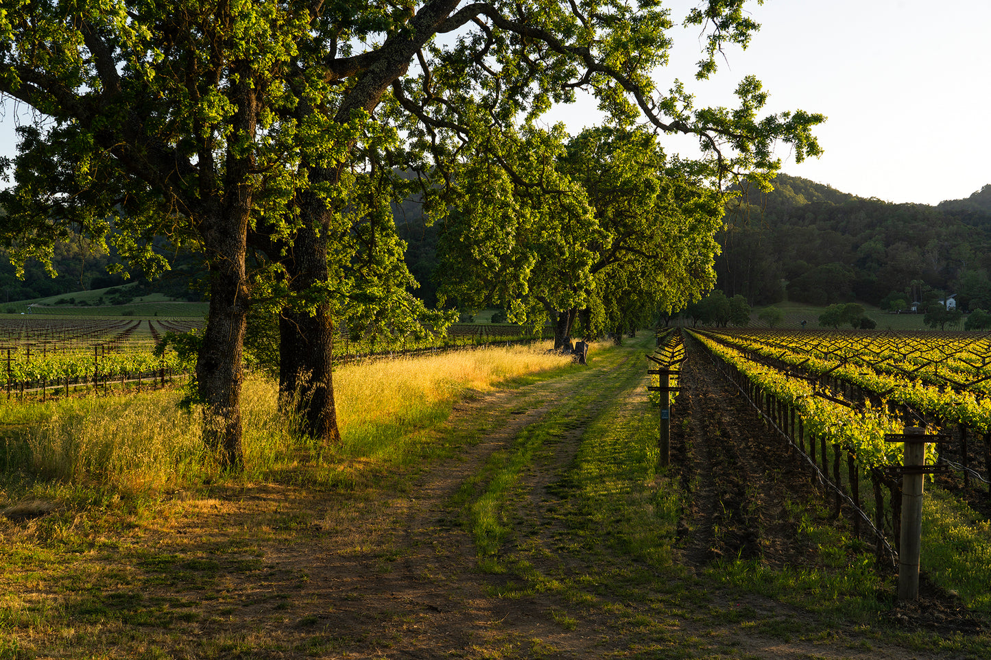 Wine Country in Late Spring