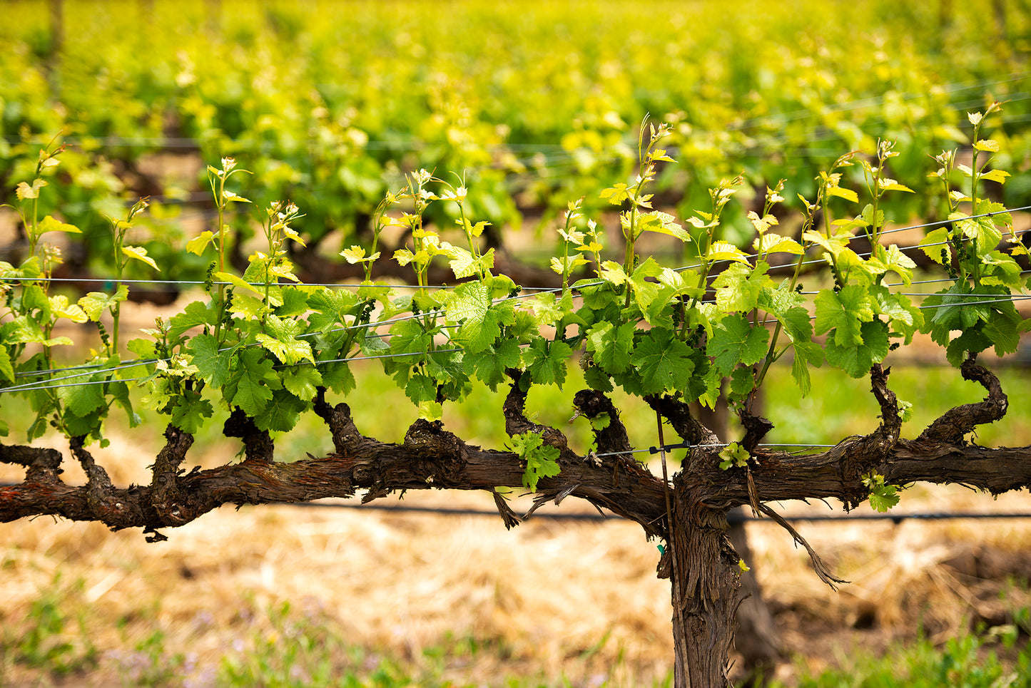 Wine Country in Late Spring