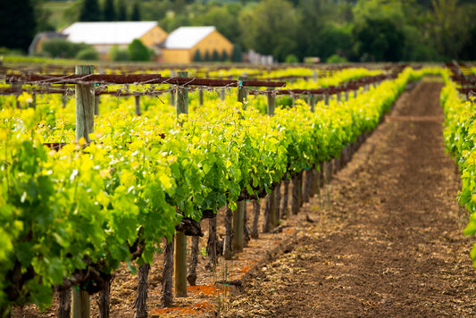 Wine Country in Late Spring