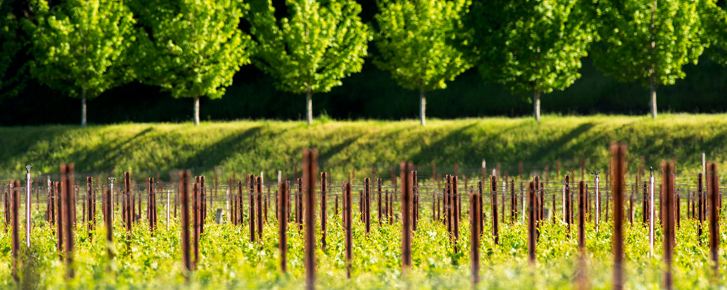 Wine Country in Late Spring