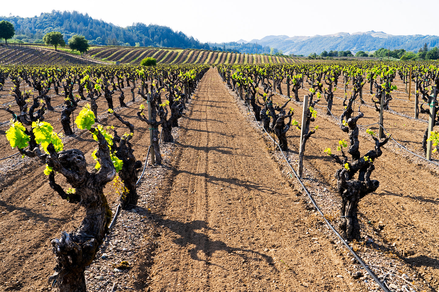 Wine Country in Spring
