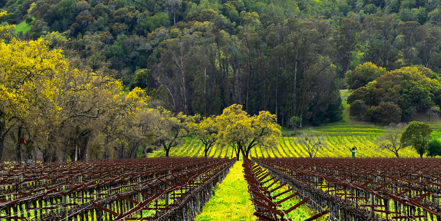 Wine Country in Spring