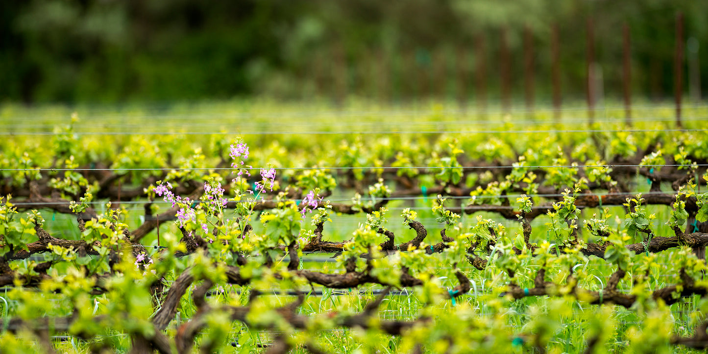 Wine Country in Spring