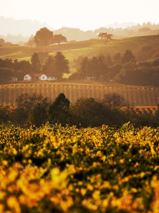 Golden vineyards glow in the foreground of a fall afternoon scene in the Russian River Valley, with distant farmhouses, layered hills, and soft haze captured through a 400mm lens.