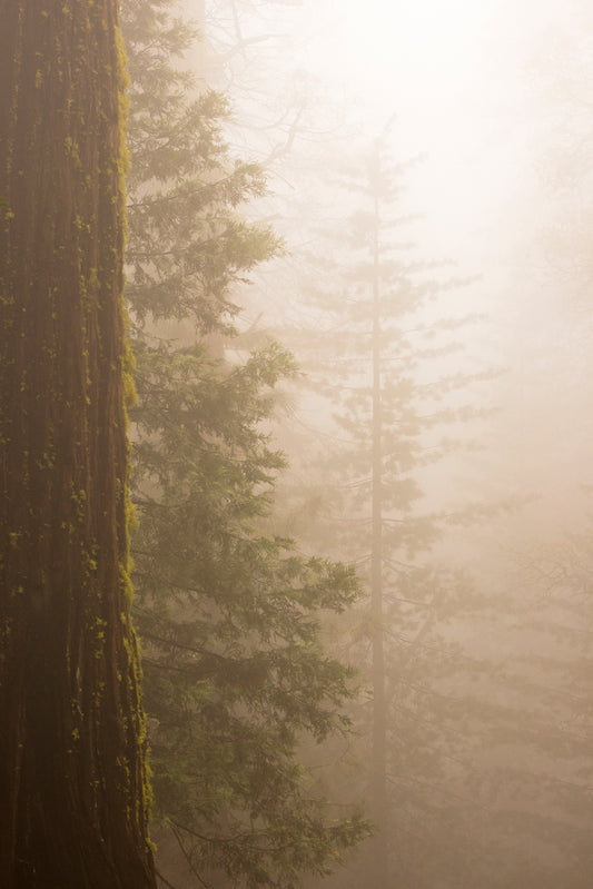 Misty spring morning in Yosemite National Park near Wawona, with towering evergreen trees and a moss-covered redwood trunk emerging through dense fog.