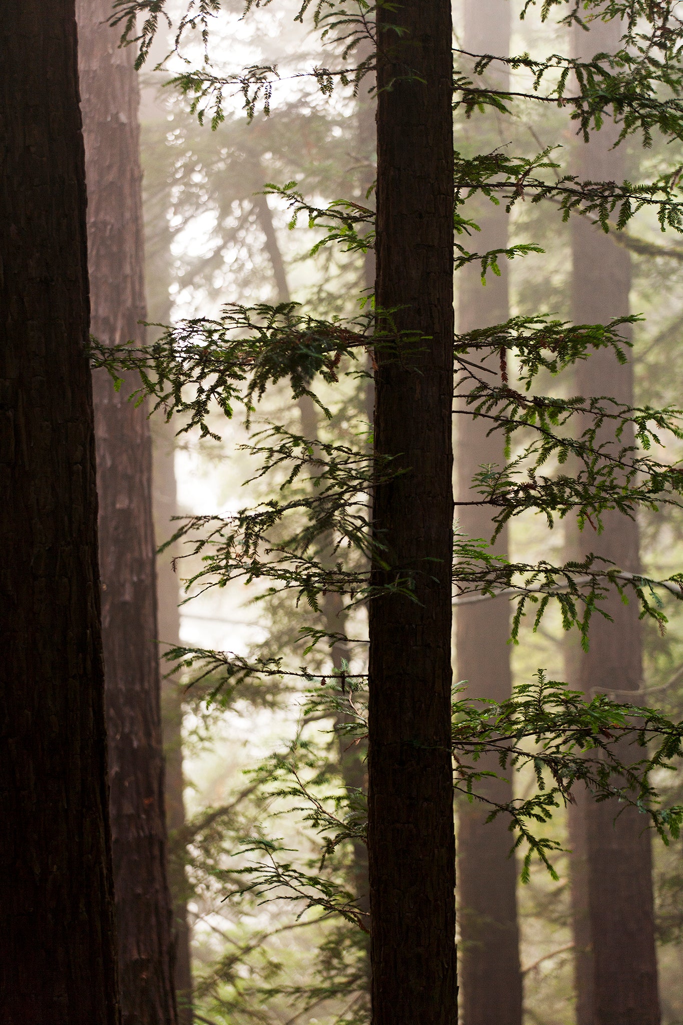 Tranquil fall afternoon on Bolinas Ridge, with soft light filtering through towering redwood trees and delicate branches creating a peaceful forest scene.