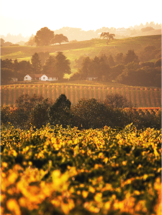 Wine Country (Collector Edition)