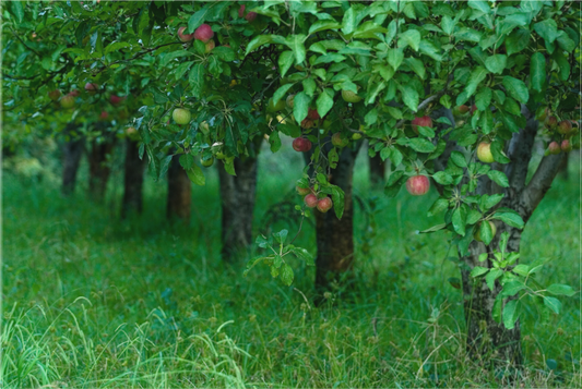 Apple Orchard (Collector Edition)