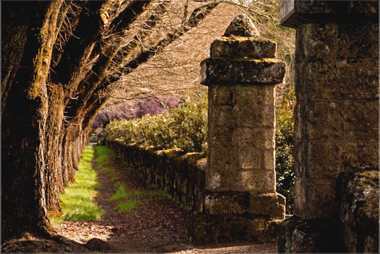 Ancient Path (Collector Edition)
