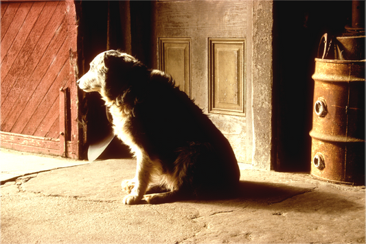 Barn Dog (Collector Edition)
