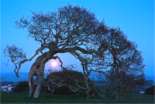 Bowing to the Moon
