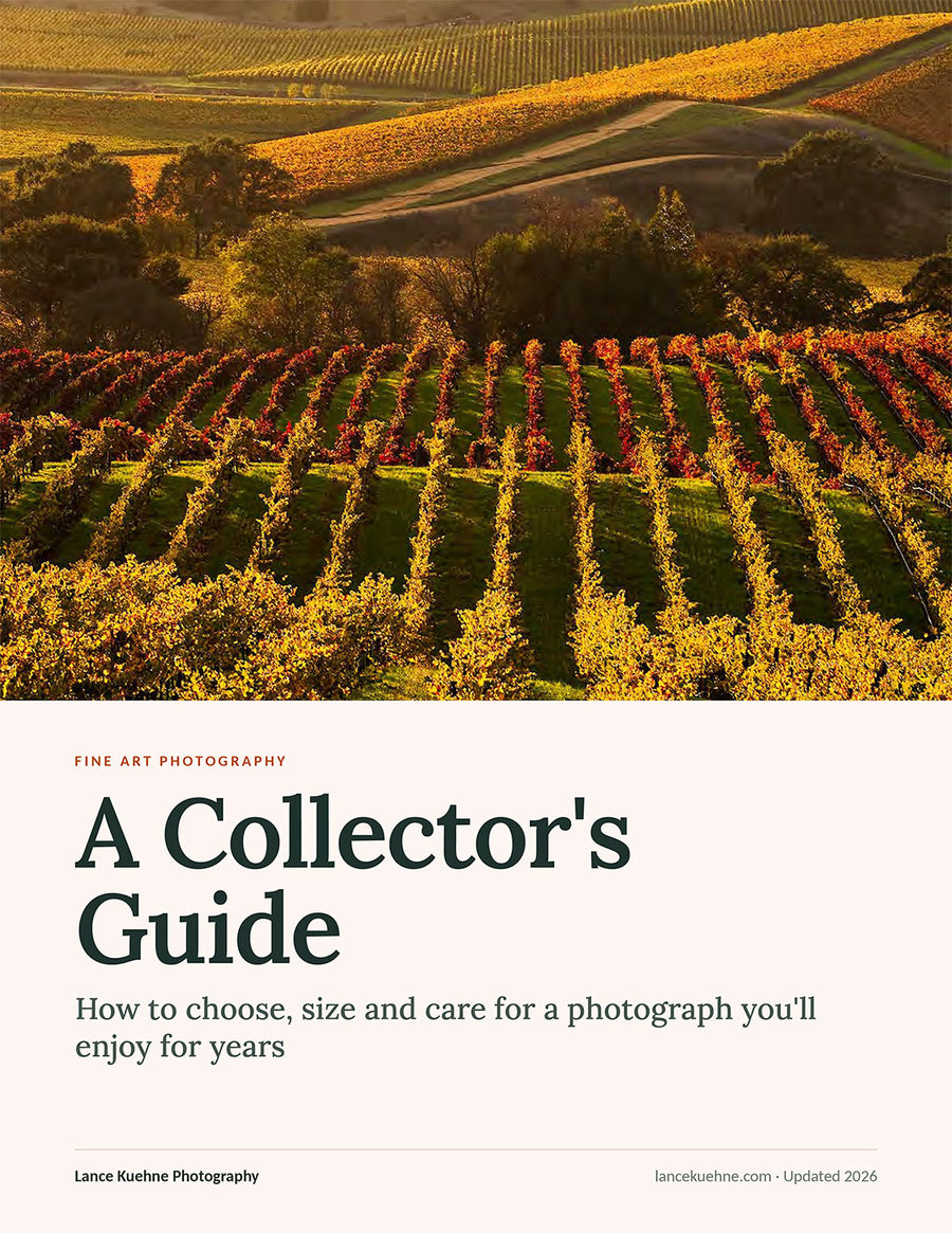 Cover of A Collector's Guide, with autumn vineyard hills
