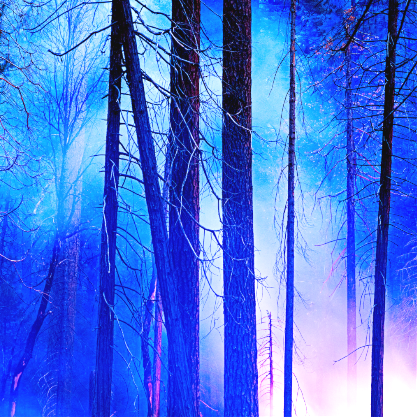 The Forest Dreams in Blue (Collector Edition)