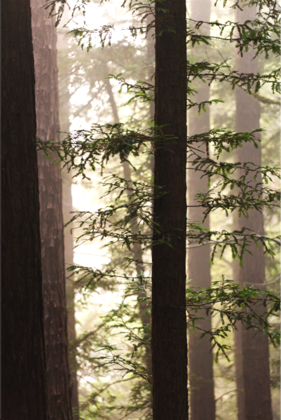 Zen (Collector Edition)