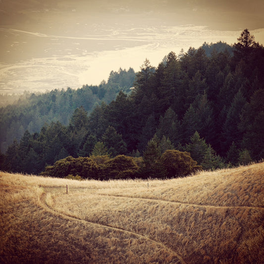 Golden trails diverge across a sunlit hillside on Mt. Tamalpais, with dense forest and Bolinas Lagoon in the distance; texture and vignetting enhance the mood.