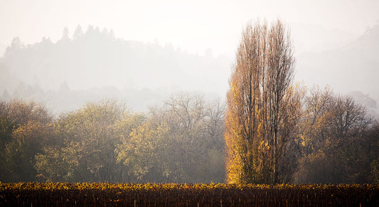 A tall poplar tree glows with golden leaves in the Russian River Valley, framed by bare vineyards and soft autumn haze in the surrounding forested hills.