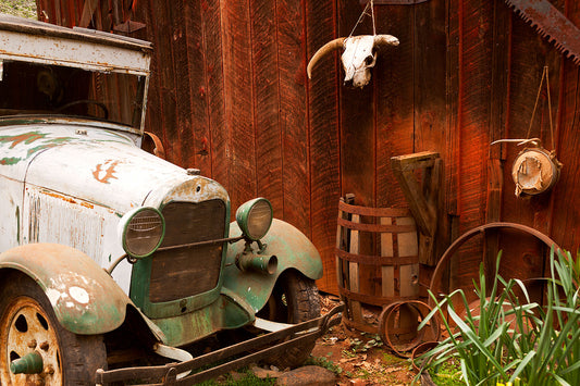 Rusty vintage car parked beside a weathered red barn adorned with an animal skull, broken barrel, and old tools; spring daffodils bloom in the corner at Daffodil Hill.