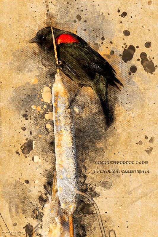 A digitally altered image resembling a painting of a red-winged blackbird perched on a cattail at Shollenberger Park in Petaluma, California, part of the Petaluma Landmarks series.
