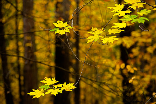 Bright yellow autumn leaves on delicate branches stand out against a softly blurred forest backdrop in Yosemite Valley during peak fall color.