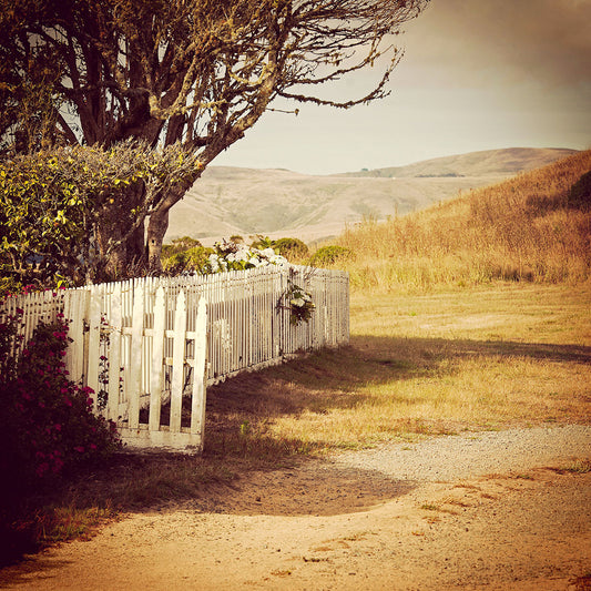 Weathered white picket fence with blooming flowers and a mossy tree, set against rolling summer hills at Pierce Point Ranch, edited with texture and vignetting for a vintage look.
