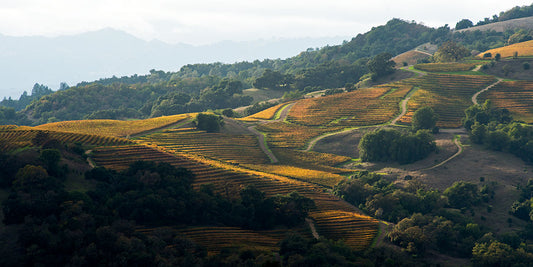 Sunlit vineyard rows in rich fall colors sweep across rolling hills in a hidden valley near Alexander Valley, framed by shadowed oaks and distant forested ridges under a soft afternoon sky.