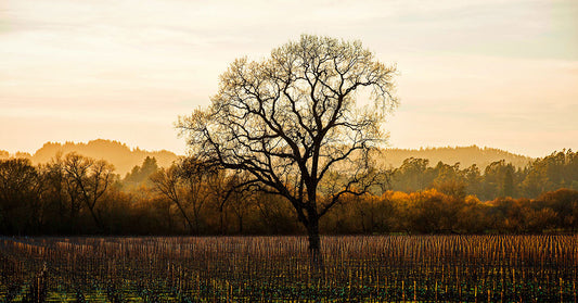 A lone oak tree stands leafless over dormant vineyard rows on a quiet winter afternoon in the Russian River Valley, between Sebastopol and Santa Rosa, with soft golden light and distant wooded hills.